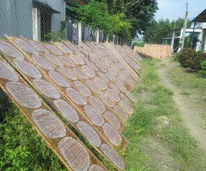 NGUY CƠ MAI MỘT NGHỀ TRÁNG BÁNH XÃ THẠNH PHÚ